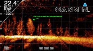 Read more about the article LiveScope Fishing on Table Rock Lake Missouri